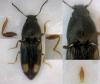 Zorochros sp.